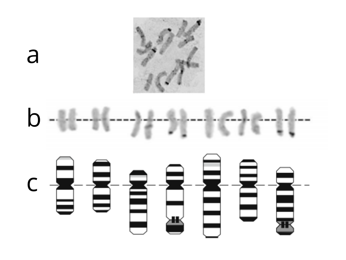 En la Figura 9 se observan 3 imágenes (a, b y c) de los cromosomas de las arvejillas de Mendel, la a es una foto de imagen de microscopio, la b es una imagen ordenada de una foto de los cromosomas y la tercera (c) es la representación gráfica de los 7 cromosomas. En las dos primeras imagenes se ven los 14 cromosomas primero desordenados como aparecen en las células y en la segunda se realizó un agrupamiento por Tipo de cromosoma (considerando la forma y tamaño), aquí se ven que los 14 cromosomas están compuestos por 7 cromosomas diferentes y dos copias de cada uno de ellos. Por último, en la gráfica se ven los 7 cromosomas diferentes que conforman el genoma de la arvejilla. Las terminologías científicas para este caso son: los 7 cromosomas diferentes conforman el “número básico”. Las 2 copias de cada cromosoma se denomina ploidía (en este caso diploide) y los 14 cromosomas totales conforman el “número somático” denominado “2n”.