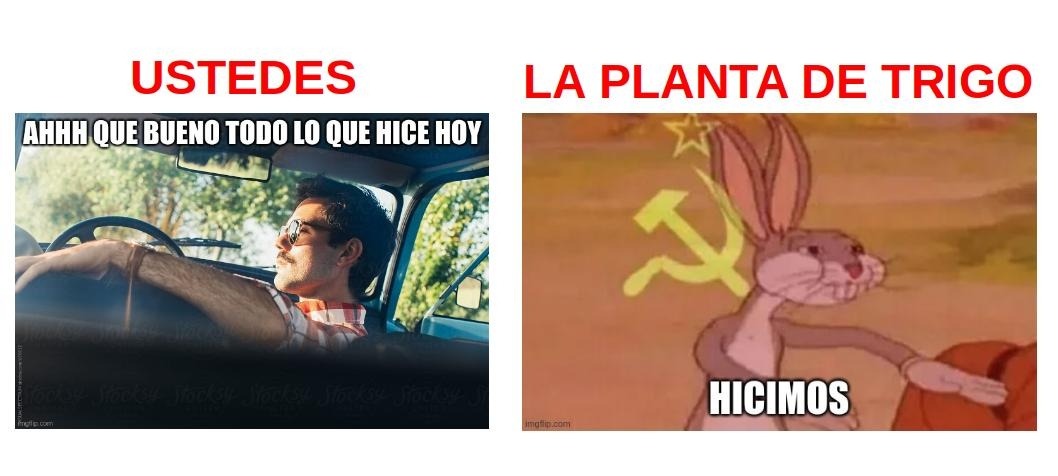 la figura muestra un meme en el cual el primer cuadro consiste en un muchacho jóven sentado en su auto que, relajado, pronuncia: ah, que bueno todo lo que hice hoy; el segundo cuadro tienen la figura de Bugs Bunny soviético que dice hicimos. Esto se explica porque la glucosa que consumimos, por ejemplo, al comer pan (un derivado de harina que se fabrica con los granos de trigo), nos brinda la energía necesaria para “alimentar” nuestro metabolismo. Esa glucosa es de fabricación propia de la planta de trigo. Lo mismo ocurre con todos los alimentos de origen vegetal que consumimos.