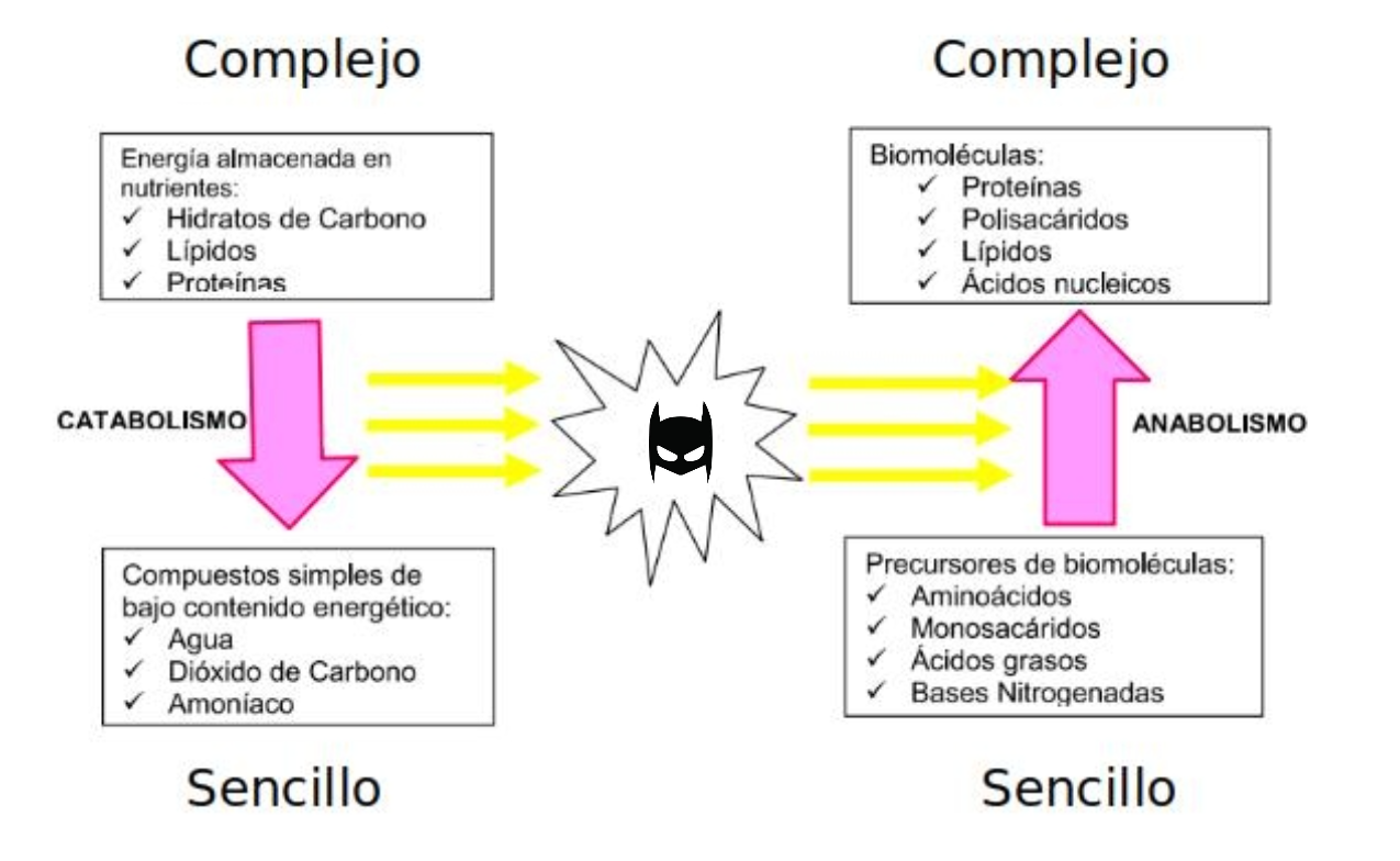 relación entre el catabolismo y el anabolismo como las dos partes complementarias del metabolismo. El panel de la izquierda muestra la transformación de moléculas grandes, complejas, con mucha energía en moléculas pequeñas, simples, con baja cantidad de energía. Este es el camino de las reacciones catabólicas, que liberan energía. Por otro lado, el panel de la derecha muestra el camino de las reacciones anabólicas: tomando moléculas pequeñas y sencillas y sumando energía proveída por el catabolismo, sintetiza moléculas de gran tamaño y complejidad.