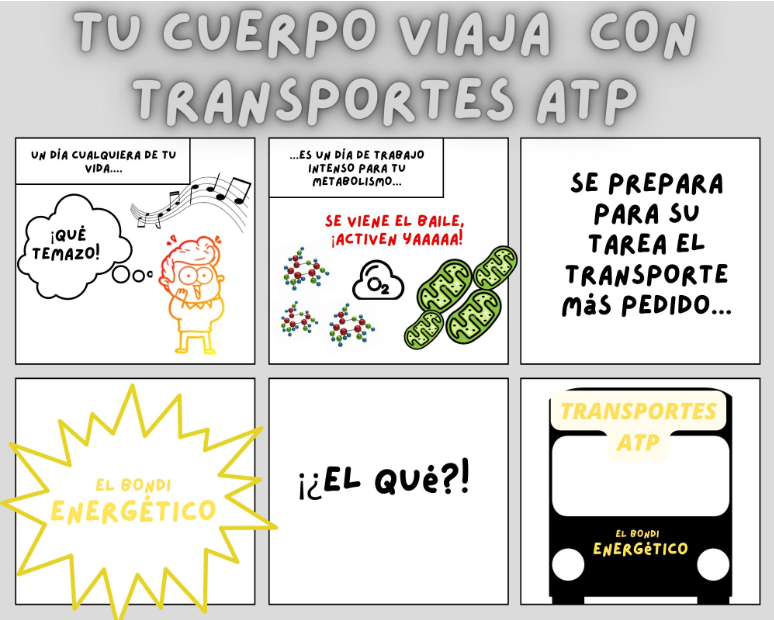 las reacciones catabólicas resultan en la síntesis de ATP, un transportador energético que, a la manera de un colectivo, lleva la energía desde donde se libera hacia donde es requerida.