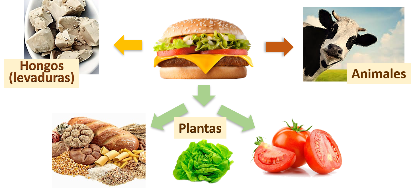 Los alimentos como la hamburguesa se conforman por estructuras derivadas de otros organismos vivos. El queso y la carne de la hamburguesa provienen de animales, el tomate, la lechuga y el pan, de vegetales y la levadura con la que se hace el pan, de hongos. 