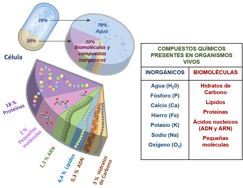Los organismos vivos estamos conformados aproximadamente por un 29% de biomoléculas y un 1% de compuestos inorgánicos. El 70% de nuestros cuerpos está formado por agua y por ello es el medio en el cual se llevarán a cabo las distintas reacciones químicas dentro de los organismos vivos. Ese 29% se conforma por distintas biomoléculas: hidratos de carbono, lípidos, proteínas, ácidos nucleicos y otras pequeñas moléculas. Ejemplos de los compuestos inorgánicos serían el oxígeno, el calcio, el fósforo, el hierro y el sodio. 