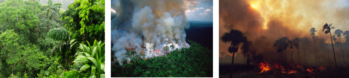 Se observan 3 imágenes correspondientes a distintos tipos de bosques. En la primera imagen se ve un bosque tropical como el del Amazonas. La segunda imagen muestra un bosque similar al primero, pero durante un incendio en el cual ascienden grandes columnas de humo hacia la atmósfera. En la tercera imagen se observa una quema de un bosque de palmeras.