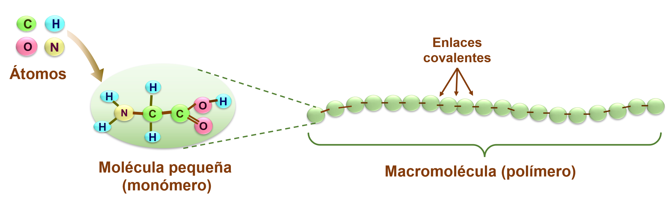 Se observa un esquema que representa pequeños átomos separados, como carbono, hidrógeno, oxígeno y nitrógeno, que al unirse y enlazarse arman moléculas. Estas moléculas, repetidas en estructura similar (monómeros) se unen formando macromoléculas más grandes o polímeros. Estos polímeros pueden representarse como collares de monómeros enlazados entre sí.  