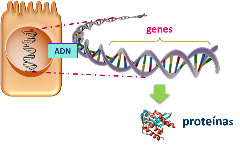 esquema de una célula en donde se observa, dentro de su núcleo celular, el ADN. En una ampliación de un segmento de ese ADN, se observa la doble hélice. Una porción de ese ADN está marcado como gen. Los genes son secuencias de ADN y llevan información para sintetizar proteínas.