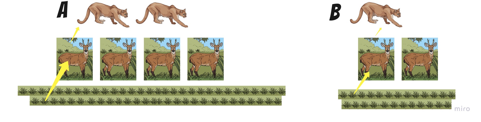 flujo de energía en dos ecosistemas con 3 niveles (productores, consumidores primarios, consumidores secundarios).