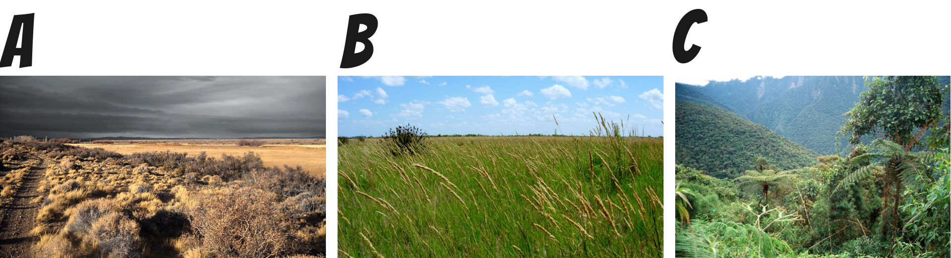 las imágenes de la “a” hacia “c” muestran un incremento en la cobertura vegetal de la estepa hacia la selva.
