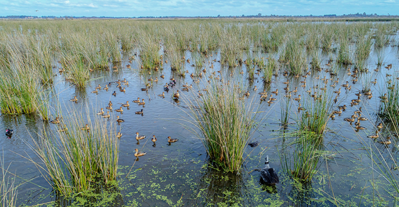 foto de una laguna en el P N Ciervo de los Pantanos con aves acuáticas, vegetación acuática flotante y juncos.