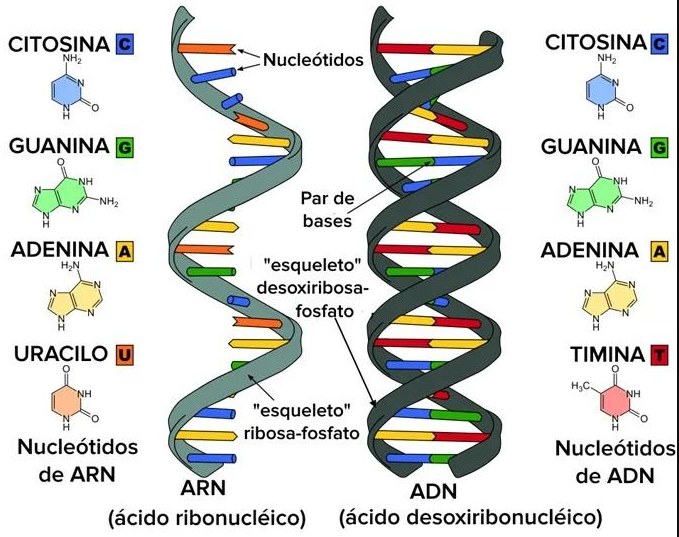 Ácidos nucleicos