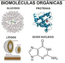 Biomolécula