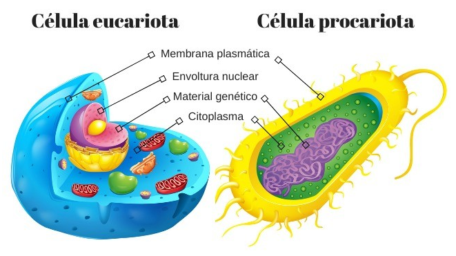 Células